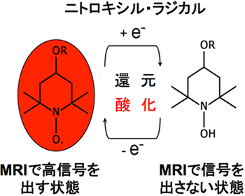 ニトロキシル・ラジカルの画像