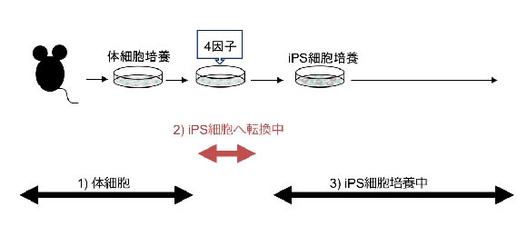 点突然変異はいつ起こるのか