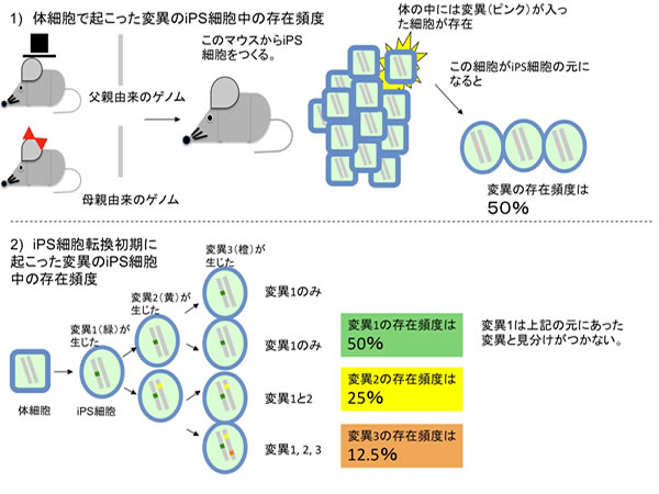 iPS細胞集団中の変異の存在頻度の考察