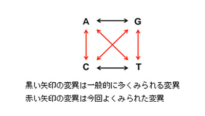 塩基置換のパターンの画像