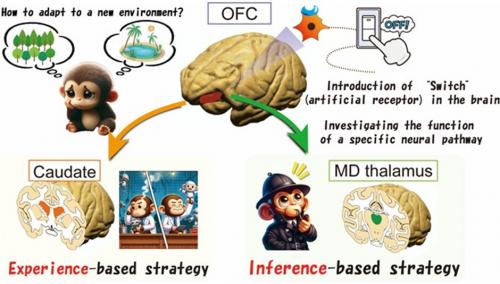identify distinct neural circuitry underlying adaptive behavior in primates