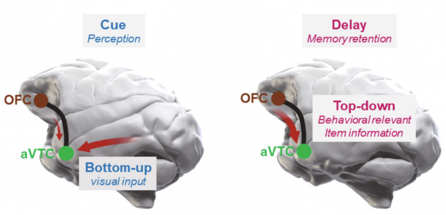 Newfound brain-wide network and its role in visual object memory 
