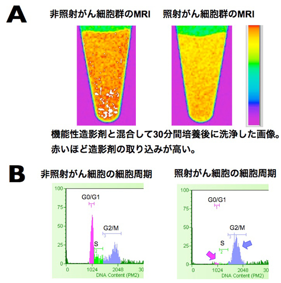 試験管内での細胞実験の画像