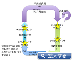 細胞周期の停止の画像