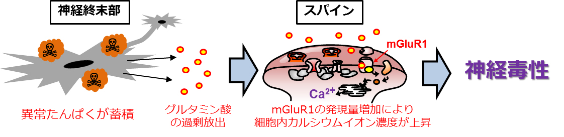 異常タンパクの蓄積とグルタミン酸を介した神経毒性