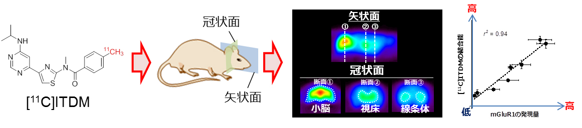 [11-C]ITDM-PETによるmGluR1発現量の定量測定