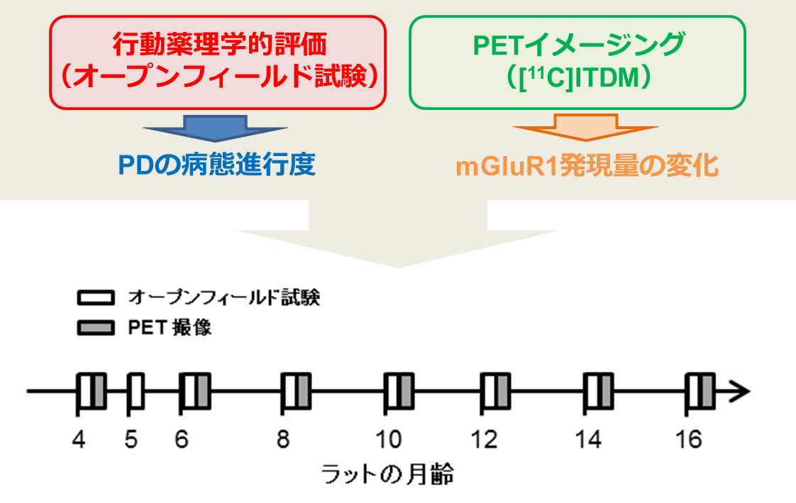 本研究で行った実験のタイムスケジュール