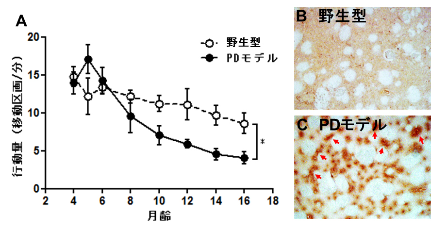 野生型及びPDモデルの行動量の月齢推移と変異型α-シヌクレインに対する抗体染色画像