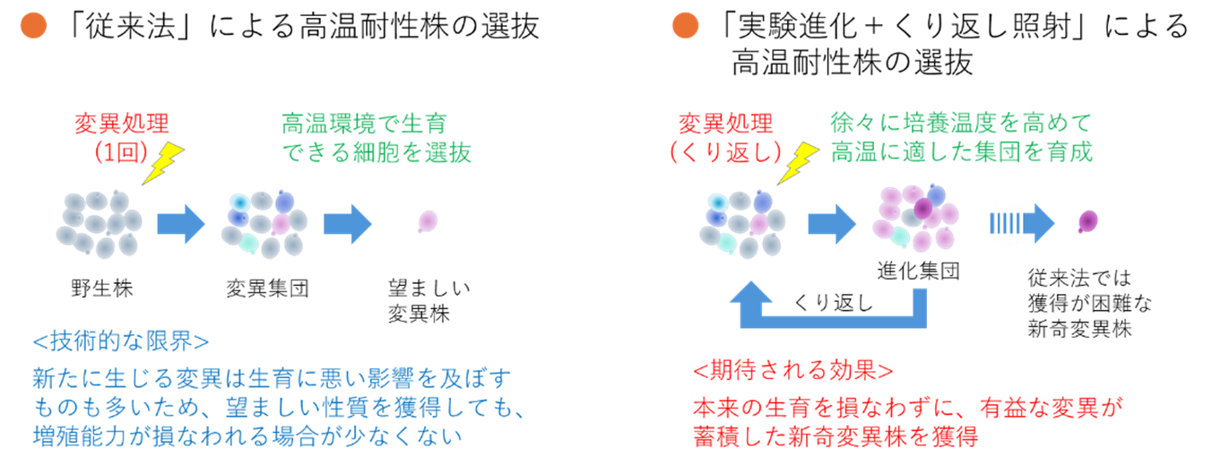 微生物の“進化を加速” ―実験進化と量子ビームで切り拓く未来のものづくり―~医薬品からバイオ燃料まで、産業微生物の潜在力を引き出す新技術を開発~ 微生物の“進化を加速” ―実験進化と量子ビームで切り拓く未来のものづくり―~医薬品からバイオ燃料まで、産業微生物の潜在力を引き出す新技術を開発~