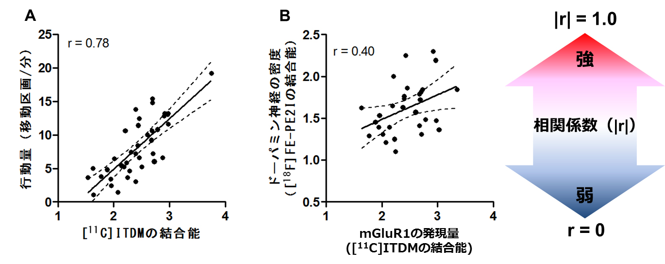 [11-C]ITDMの結合能と行動量スコアの相関及びドーパミン神経密度に対するmGluR1発現量の相関