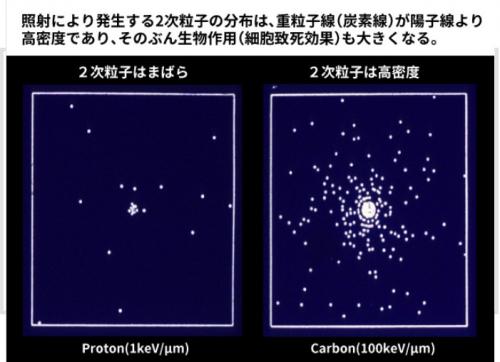 照射により発生する二次粒子の分布は炭素線の方が陽子線より高密度になる