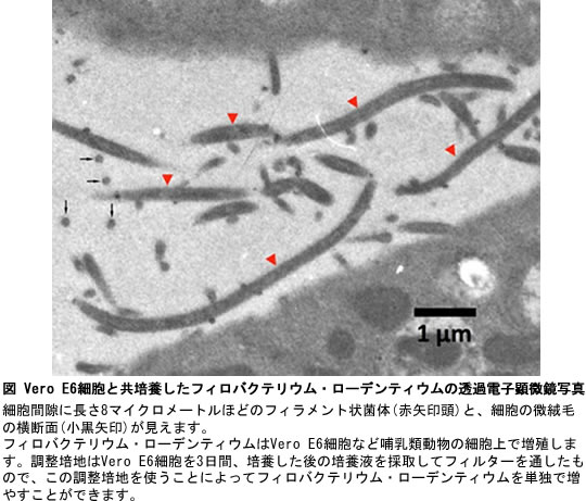 発表のポイントの画像