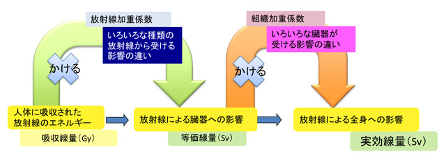 シーベルトという単位について、教えてくださいの画像