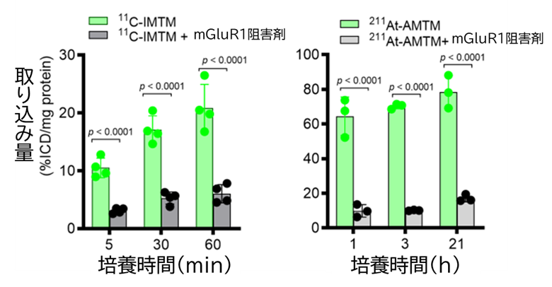 放射性核種を置き換えるだけで「診る」と「治す」ができる薬剤を開発 ～悪性黒色腫など幅広いがん種に対する強力かつ安全な個別化医療として期待～