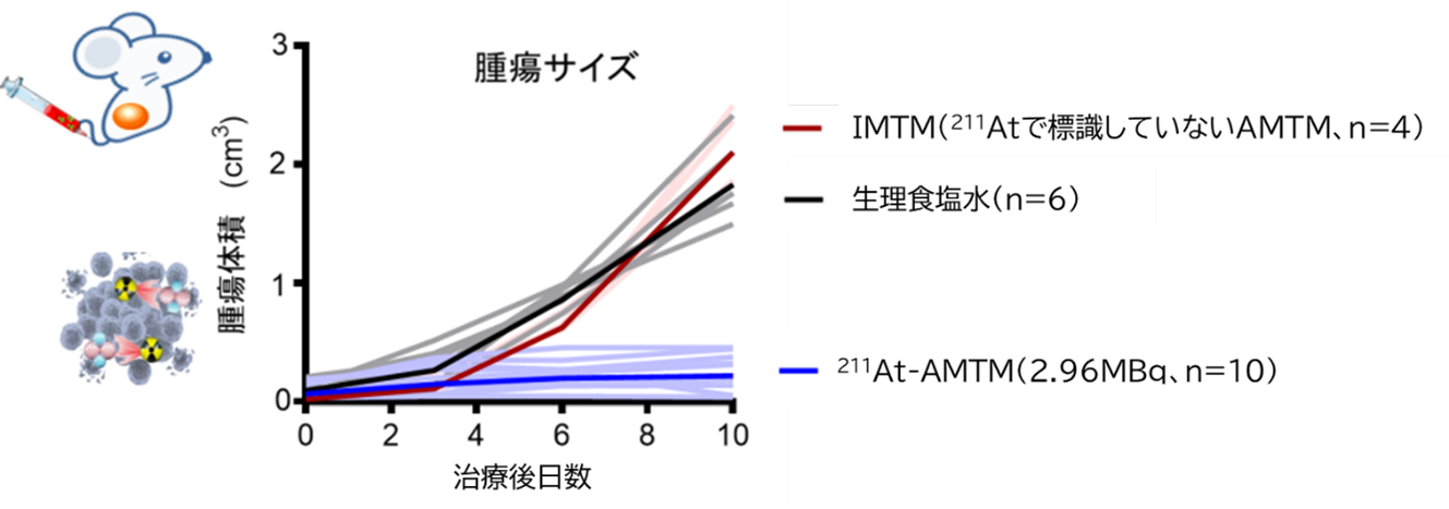 投与による抗腫瘍効果