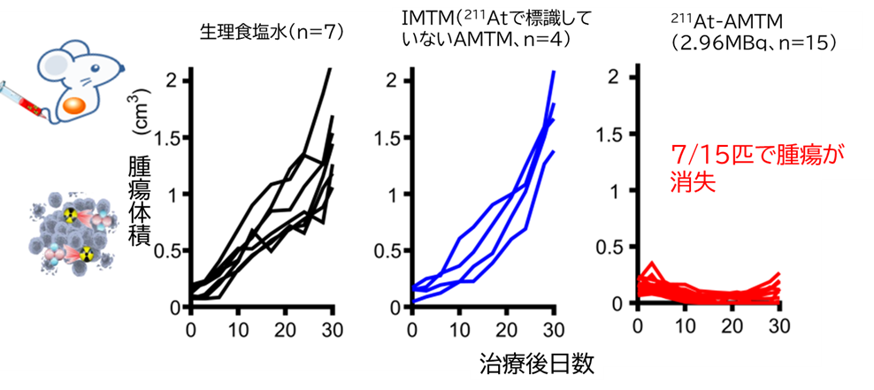投与による抗腫瘍効果