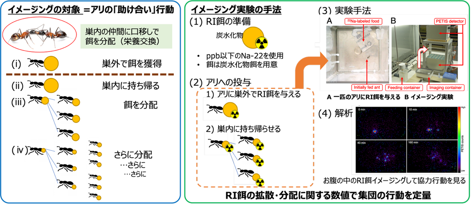 アリの「助け合い」をリアルタイムで可視化―RIイメージングで栄養交換を定量化し、集団が機能する仕組み解明へ アリの「助け合い」をリアルタイムで可視化―RIイメージングで栄養交換を定量化し、集団が機能する仕組み解明へ