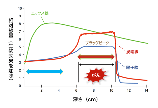 図５生物効果を加味した各種放射線の線量分布