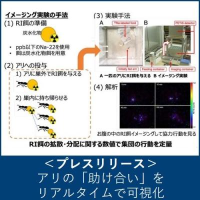 アリの「助け合い」をリアルタイムで可視化