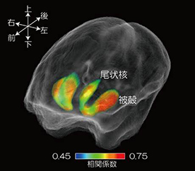 脳機能局在の分子メカニズムに関するトランスレーショナル研究の画像