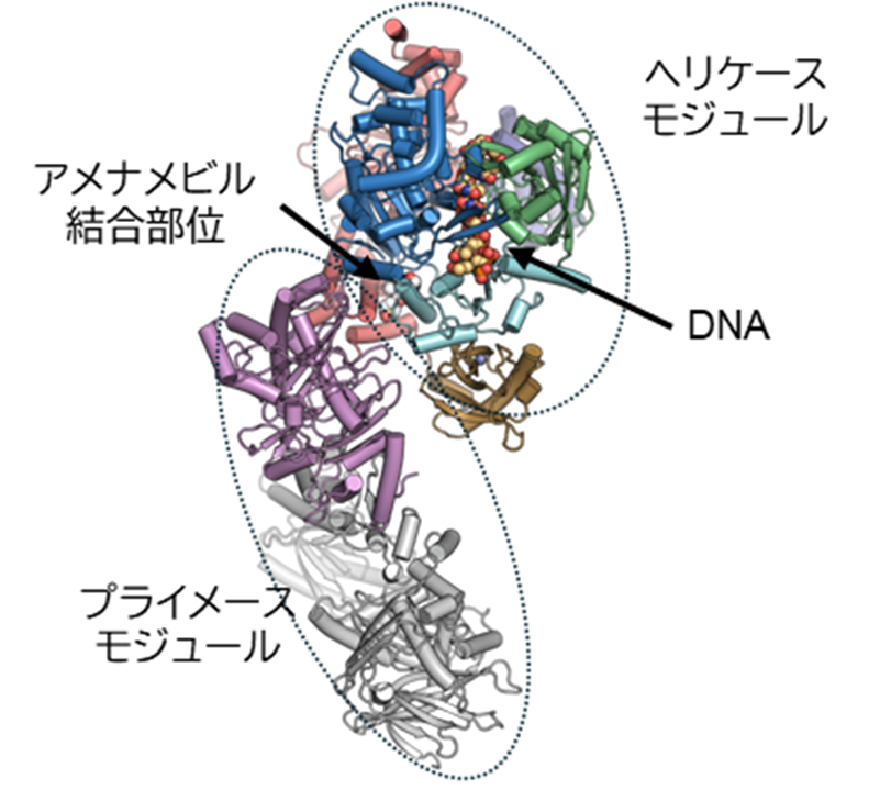 単純ヘルペスウイルス由来HPCがDNAとアメナメビルを結合した構造