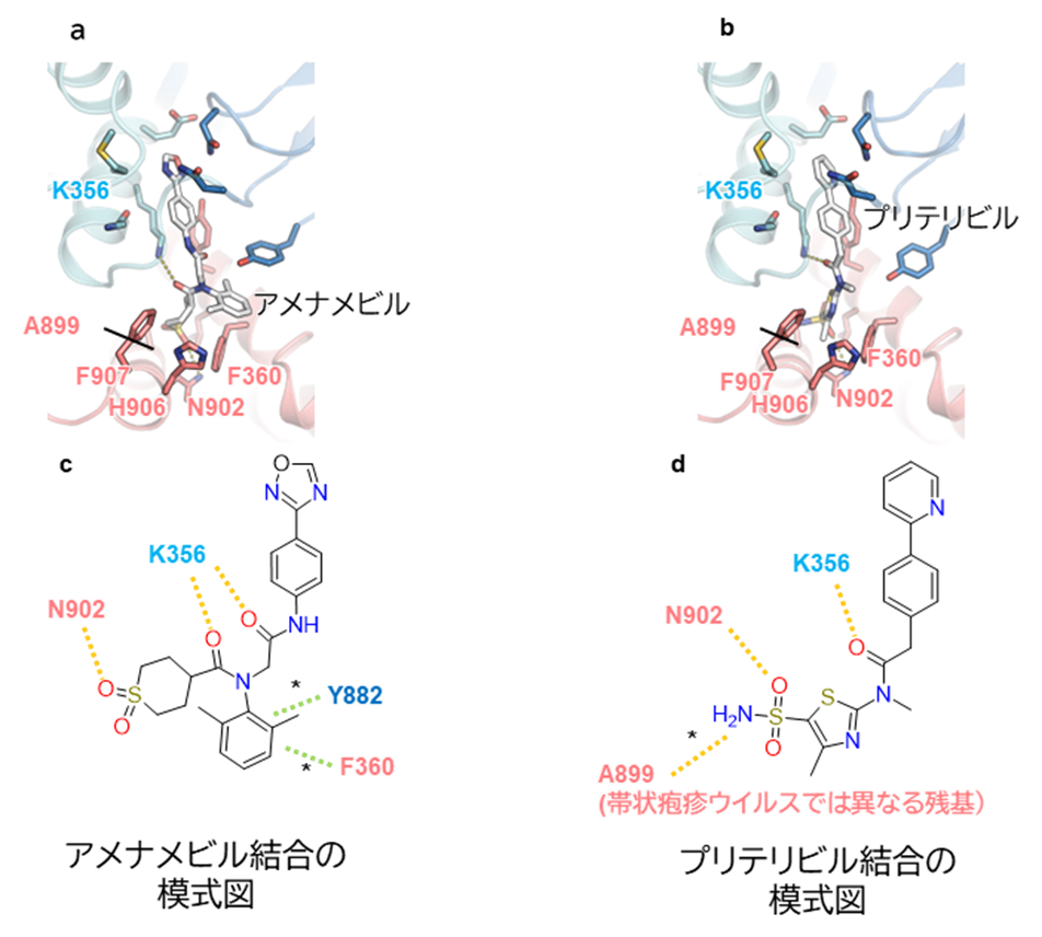 阻害剤とタンパク質の相互作用