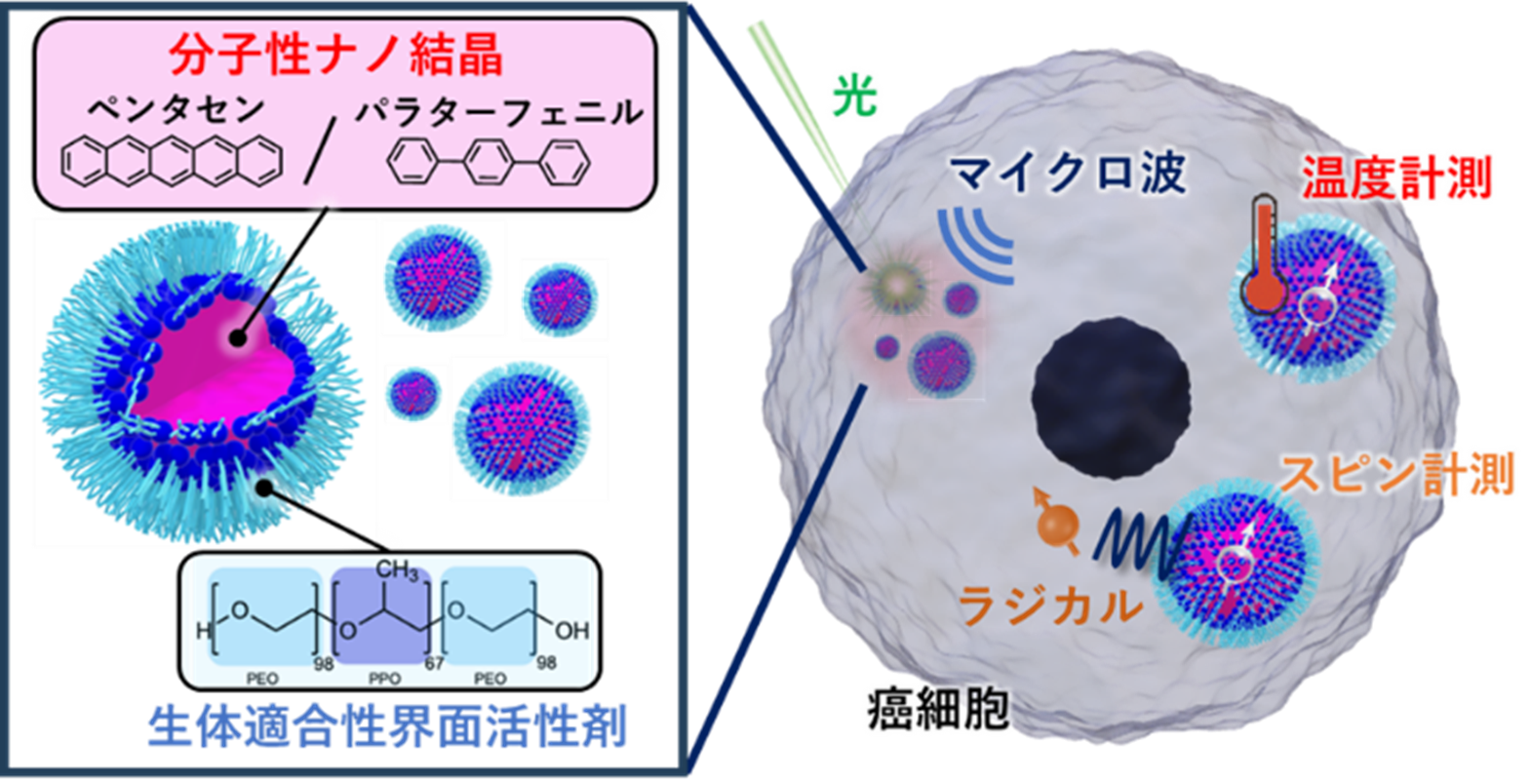 分子性ナノ量子センサを用いた細胞内部の温度の絶対値とラジカルの量子センシング