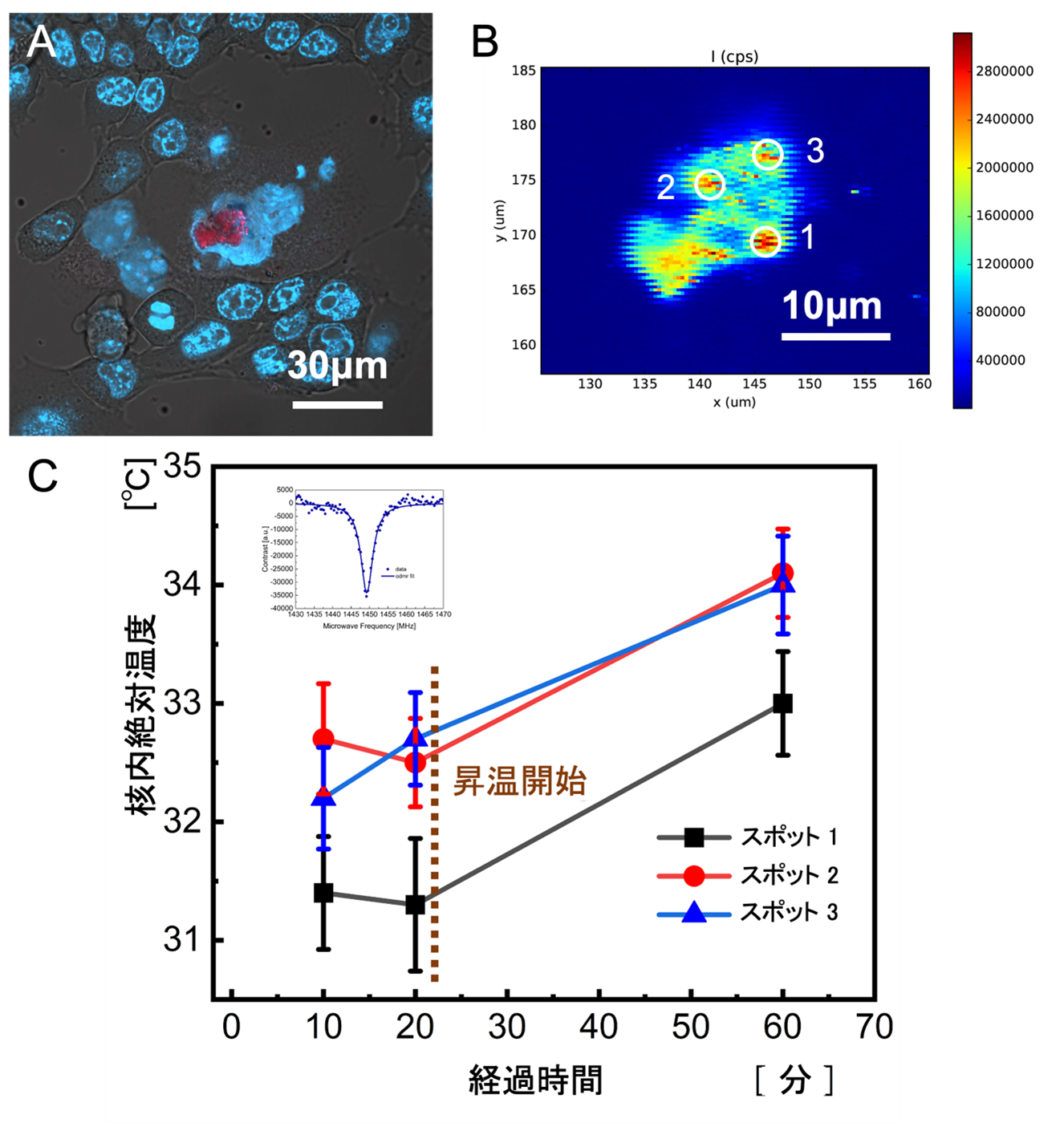 細胞核内温度計測