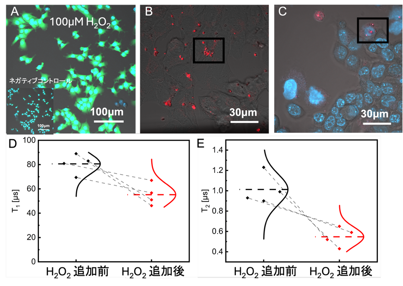 細胞質・核内活性酸素(ROS)計測の結果