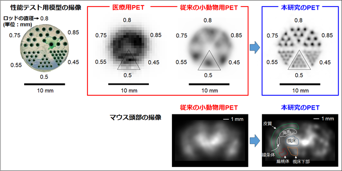 開発した検出器による性能テスト用模型の撮像結果（上）とマウス頭部撮像結果（下）