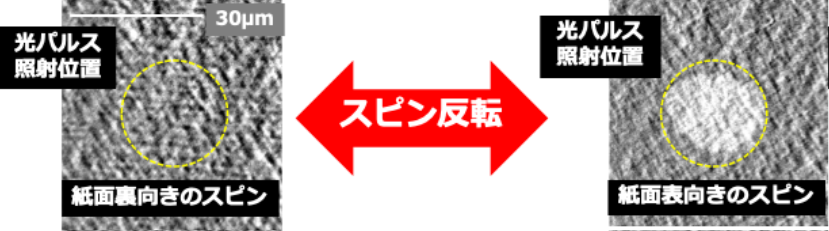 作製した材料において光照射によって電子スピンの向きが反転する様子