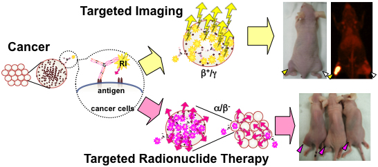 がんの分子標的イメージング・標的アイソトープ治療の開発研究の画像