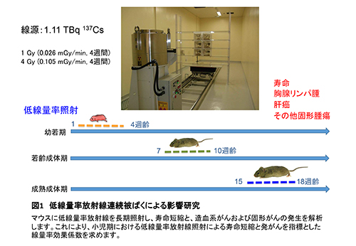 動物実験による低線量率放射線の影響研究の画像