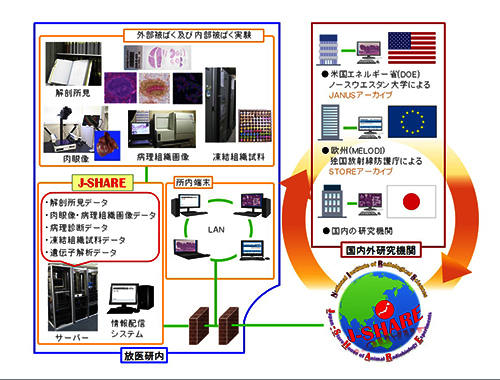 放射線生物影響研究資源アーカイブ(J-SHARE)の構築の画像