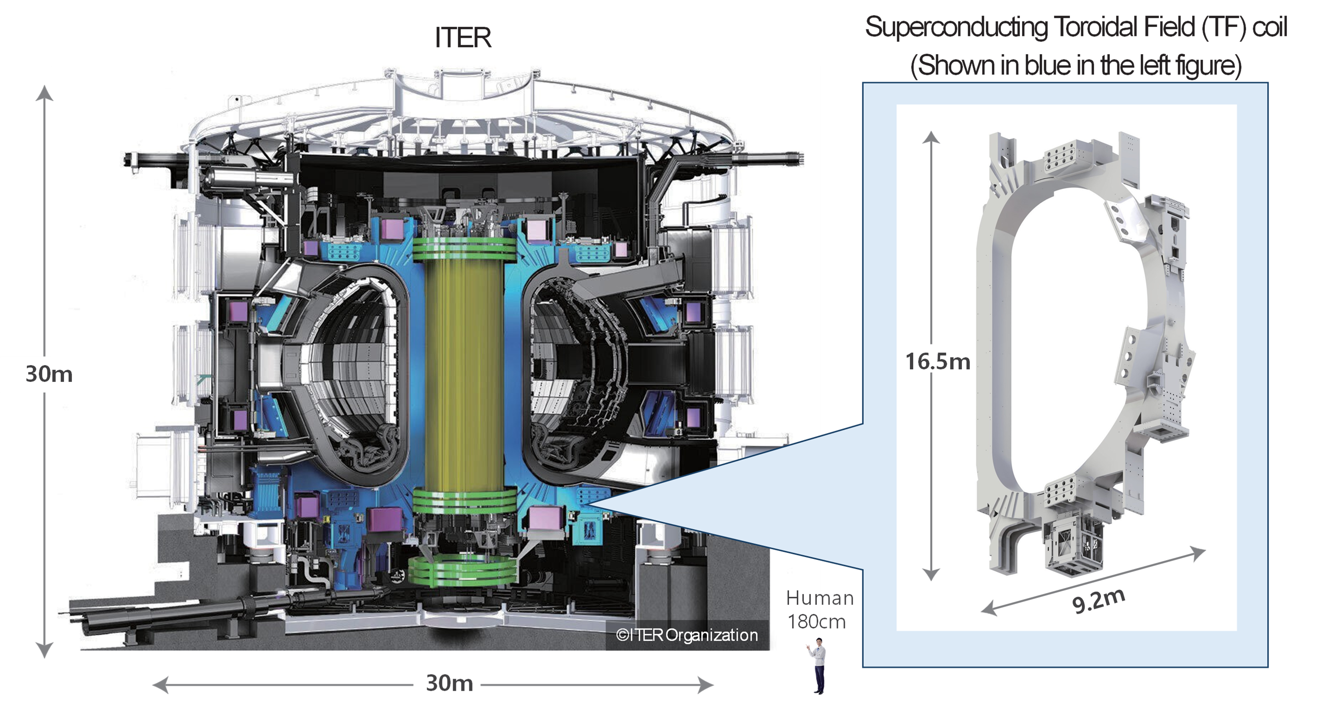 ITER and TF coil