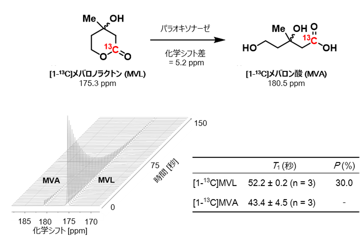  [1-13C]MVL および[1-13C]MVAの超偏極特性