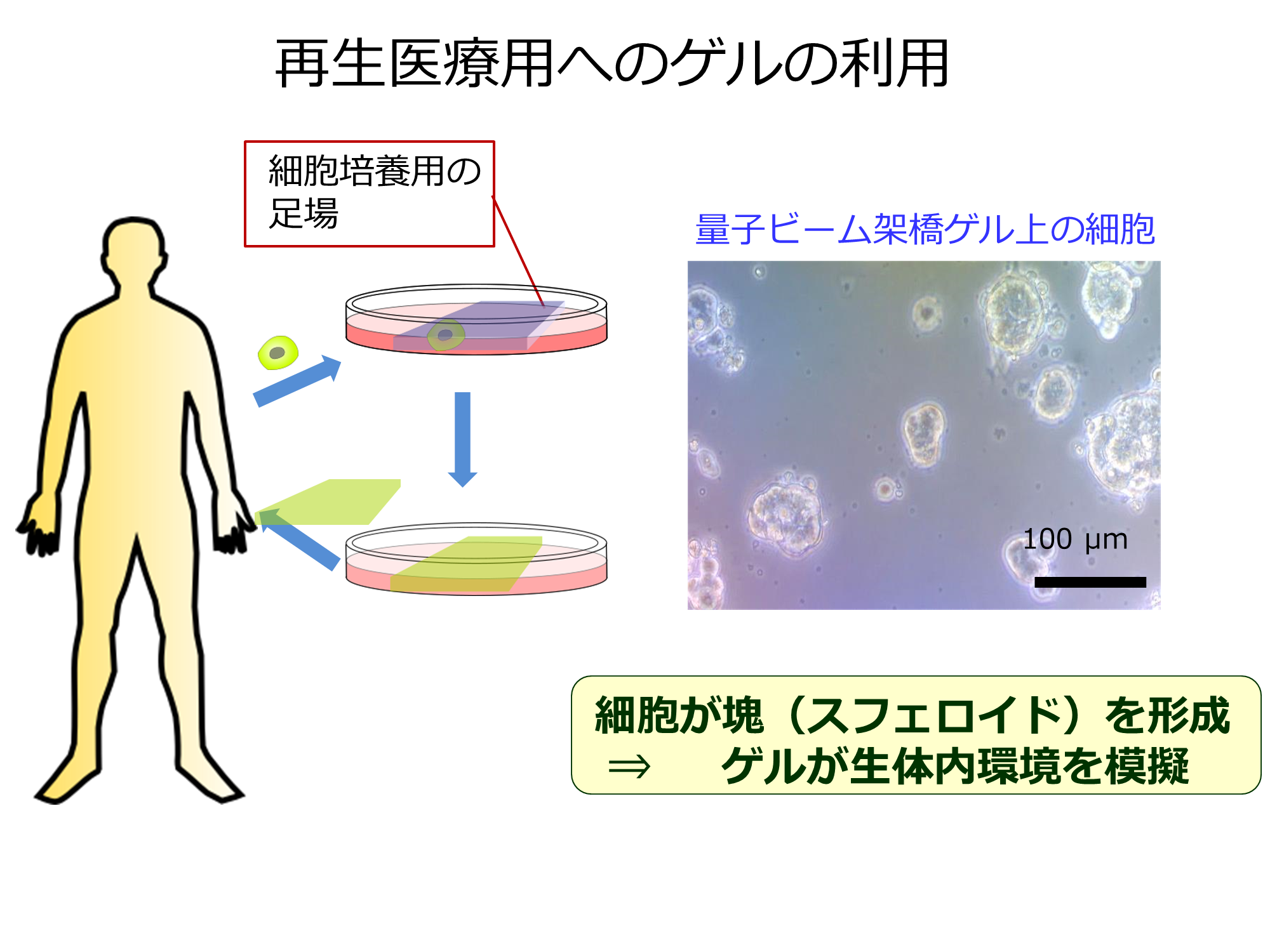 量子ビーム加工技術を利用した細胞培養用足場の作製の画像