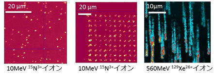 CFM像の例の画像