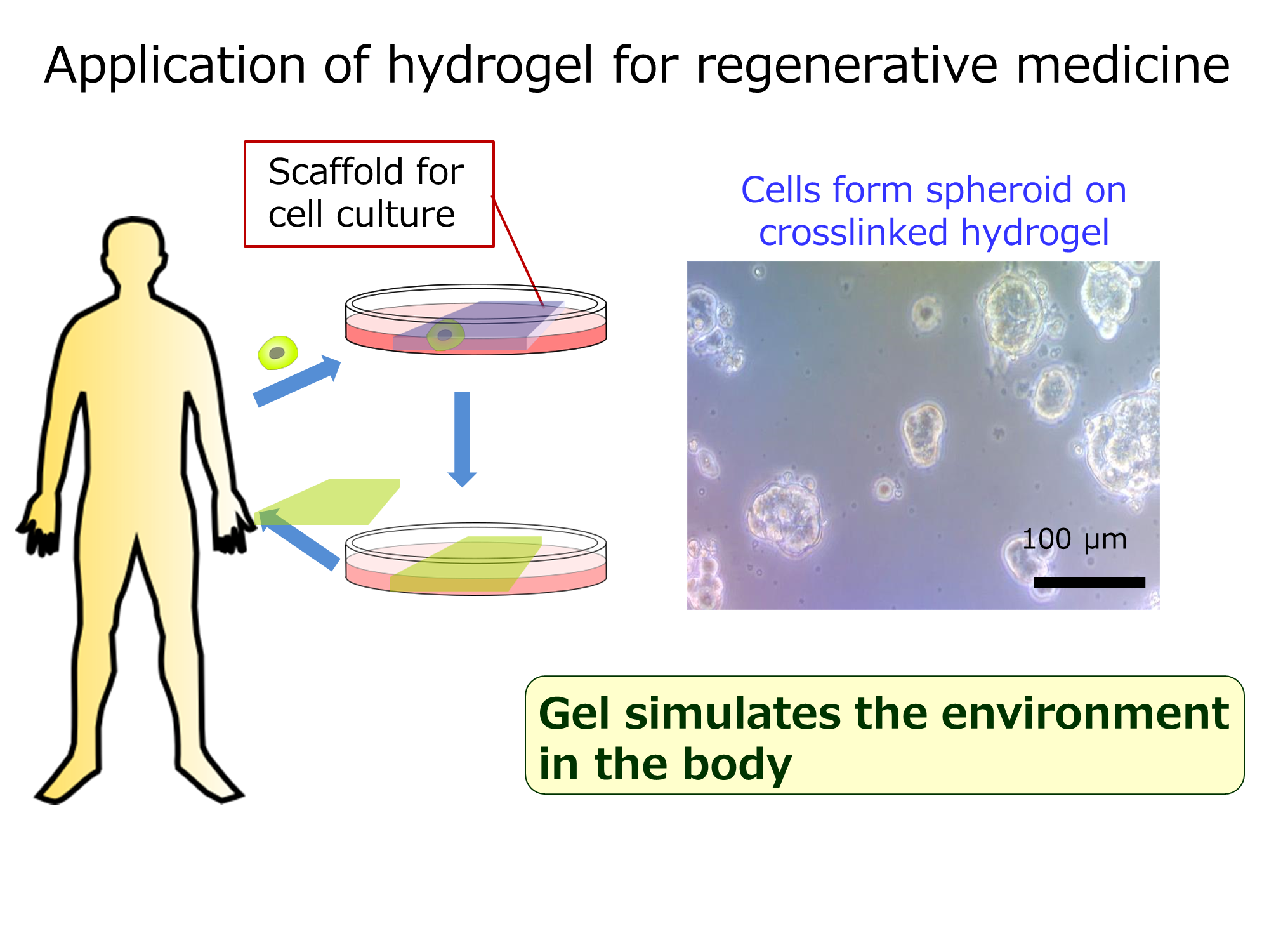 Application of hydrogel for regenerative medicineの画像
