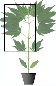 Photo-Hemp