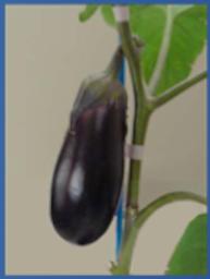 Photo-Eggplant