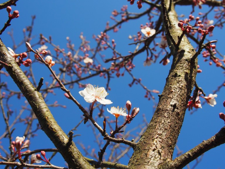 アーモンドの花の写真