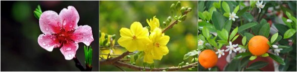 春節の花