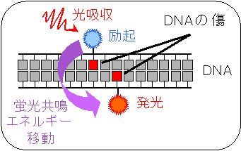 主な研究成果の画像1