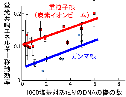 主な研究成果の画像2