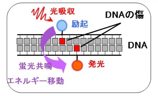 フレット計測の原理のイメージ画像