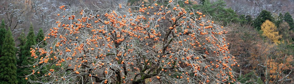 トップ画像。柿の木の写真