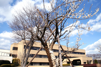 2月の梅の木の様子の画像3