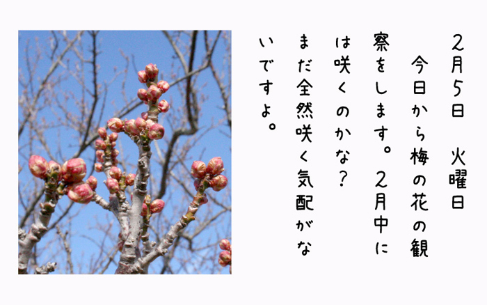 2月5日火曜日今日から梅の花の観察をします。2月中には咲くのかな？まだ全然咲く気配がないですよ。