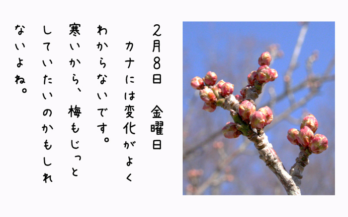 2月8日金曜日カナには変化がよくわからないです。寒いから、梅もじっとしていたいのかもしれないよね。